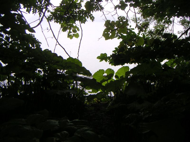 湖岸