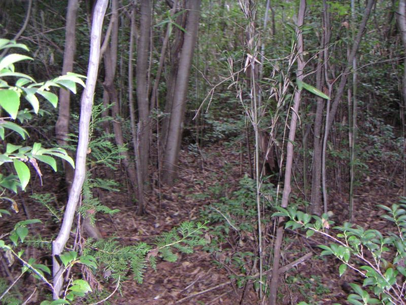 藪に覆われた登山道
