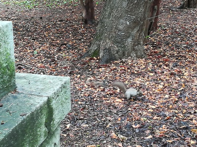 帯廣神社のエゾリス