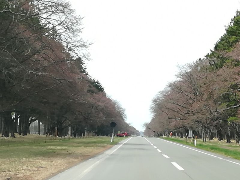 二十間道路桜並木