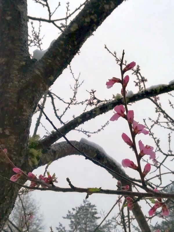 桃の花と雪