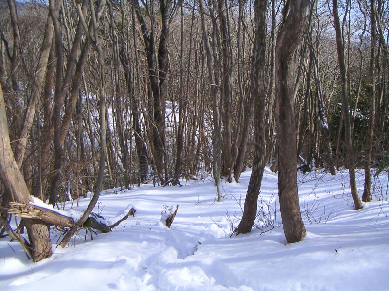 石尊山への分岐