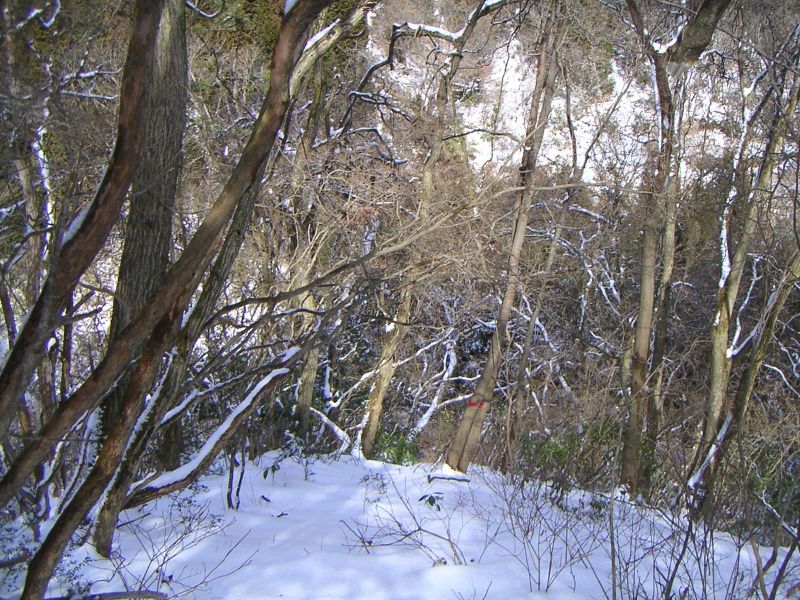 雪の斜面