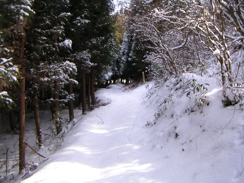 東連津川沿いの道