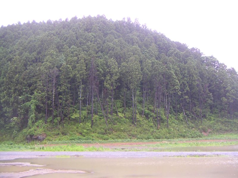 裏山その3